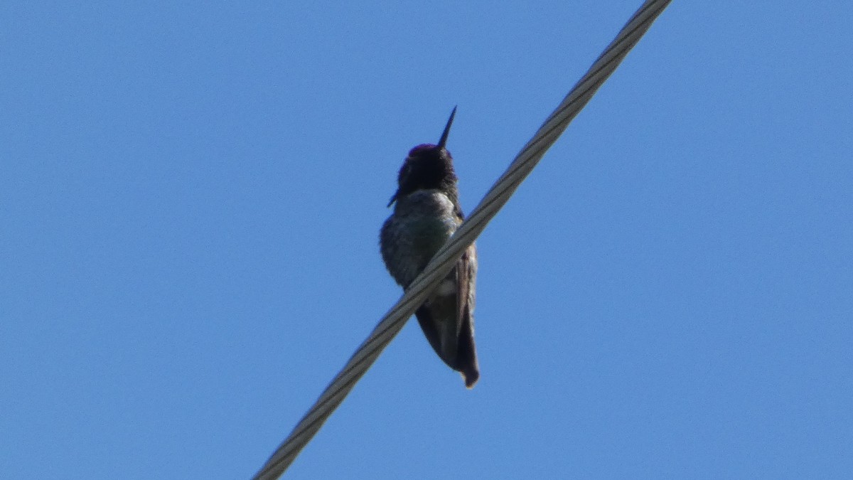 hummingbird sp. - ML633318164