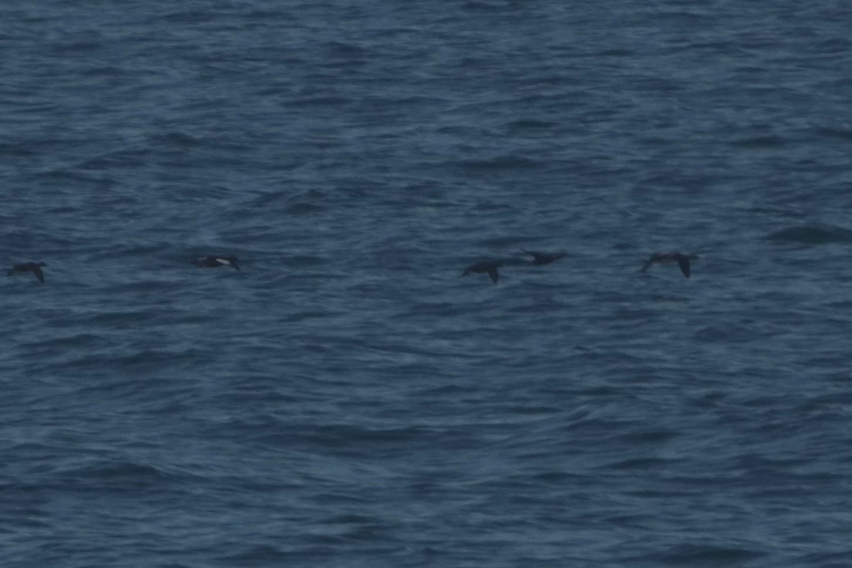 White-winged Scoter - ML633318192