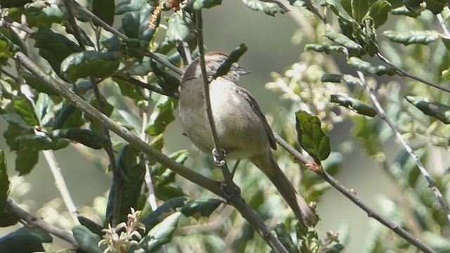 Rufous-crowned Sparrow - ML633318236