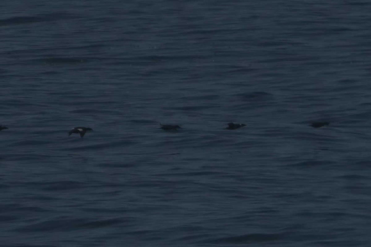 White-winged Scoter - ML633318247