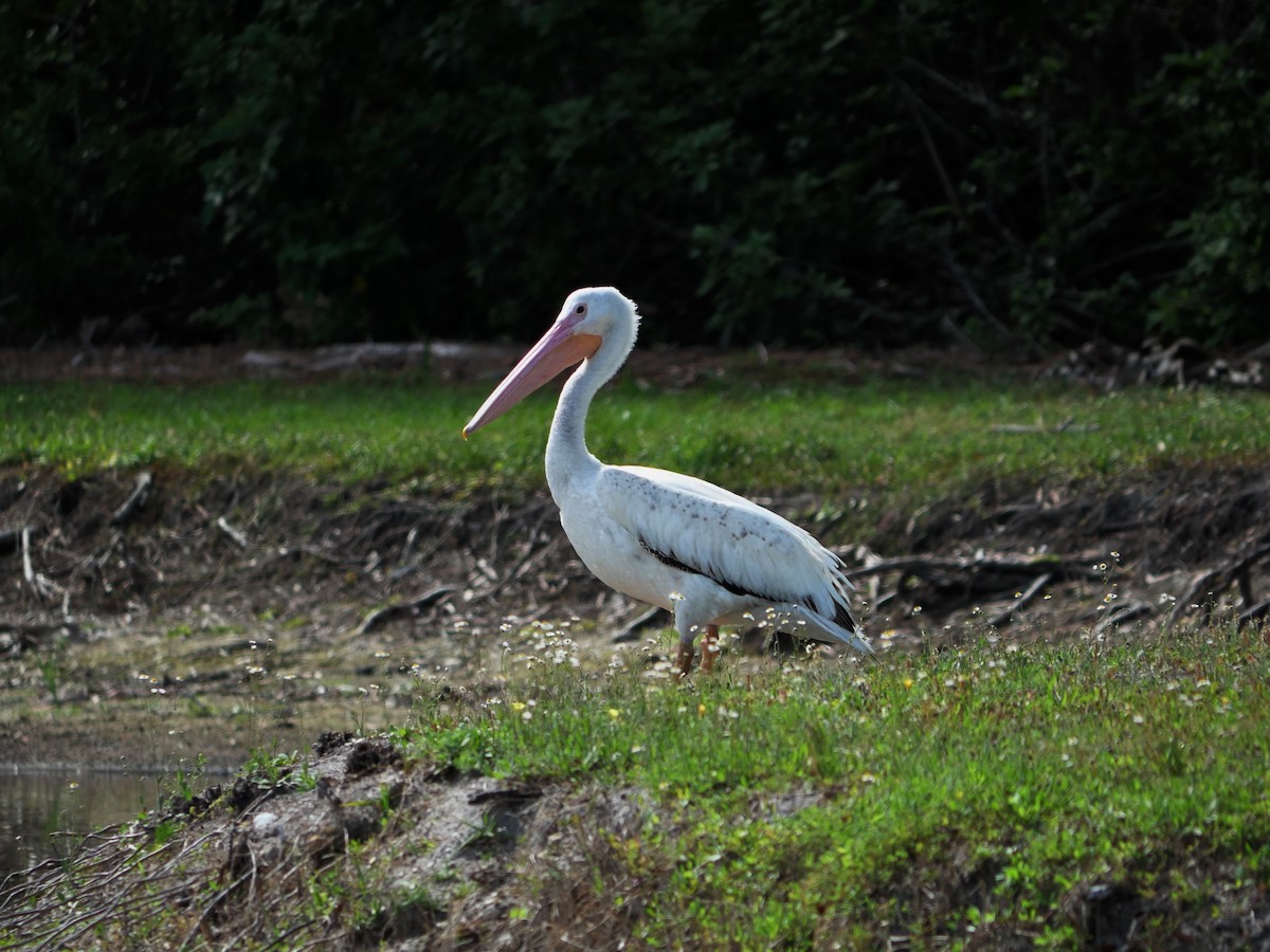 American White Pelican - ML633318293