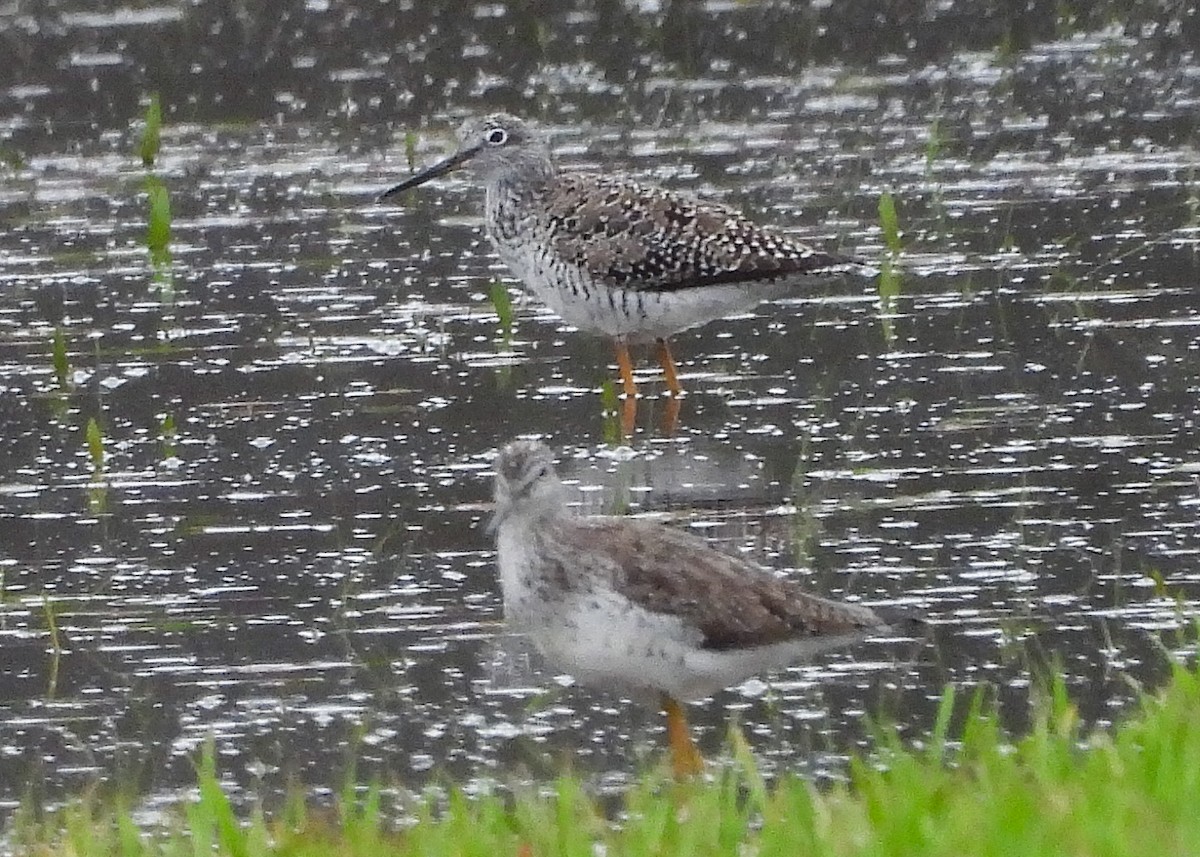 Greater Yellowlegs - ML633318444