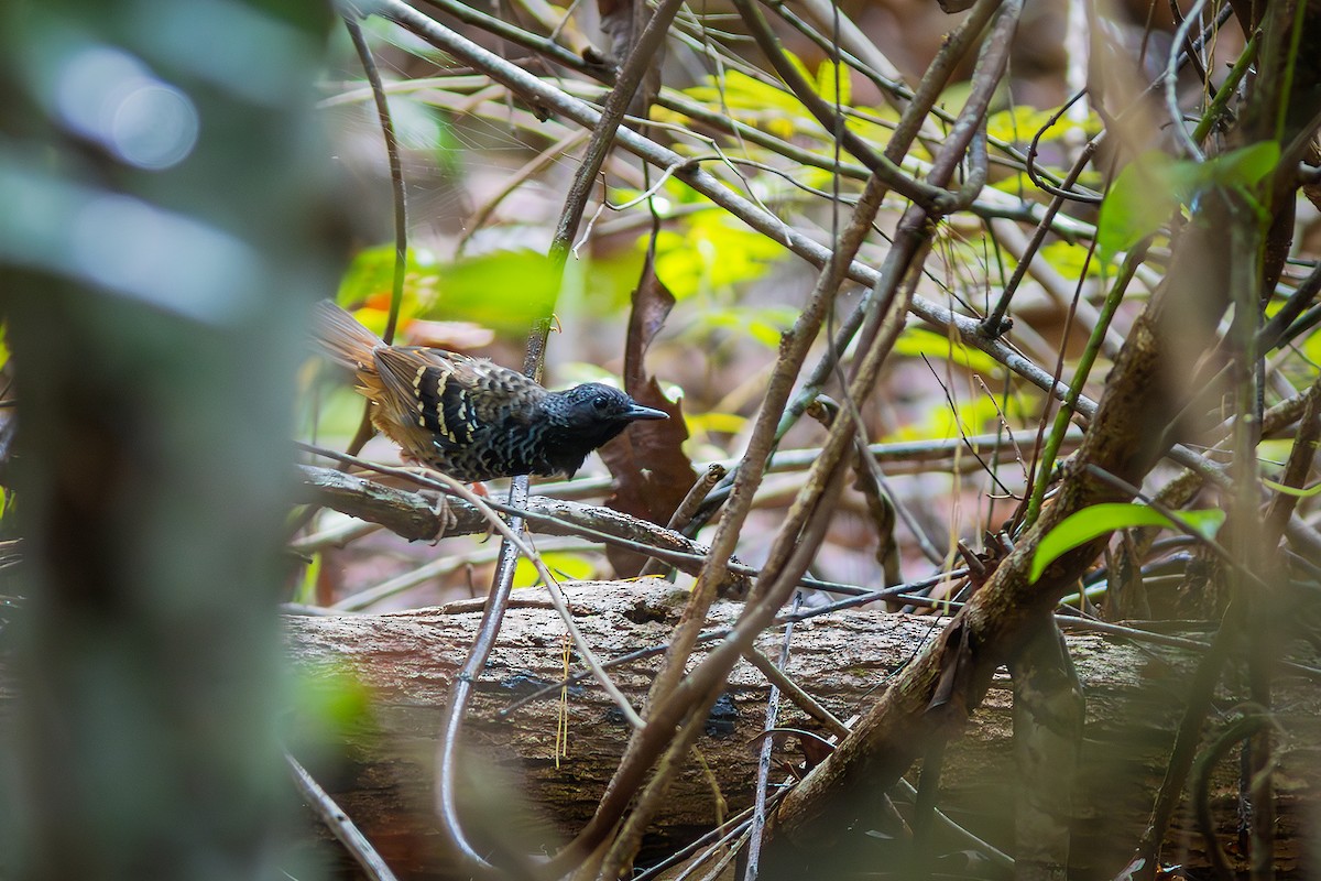 Scalloped Antbird - ML633318701