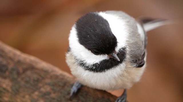 Black-capped Chickadee - ML633318709