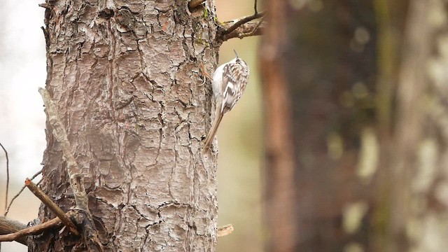 アメリカキバシリ - ML633318716