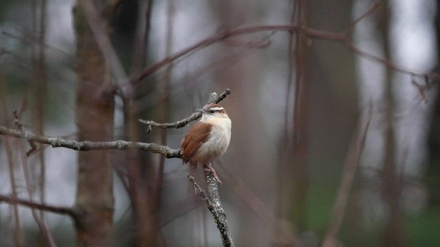 Carolina Wren - ML633318718