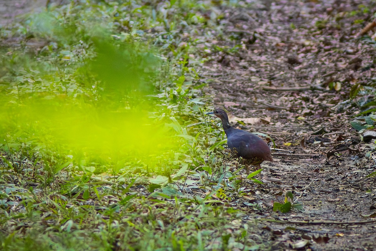 Yellow-legged Tinamou - ML633318771