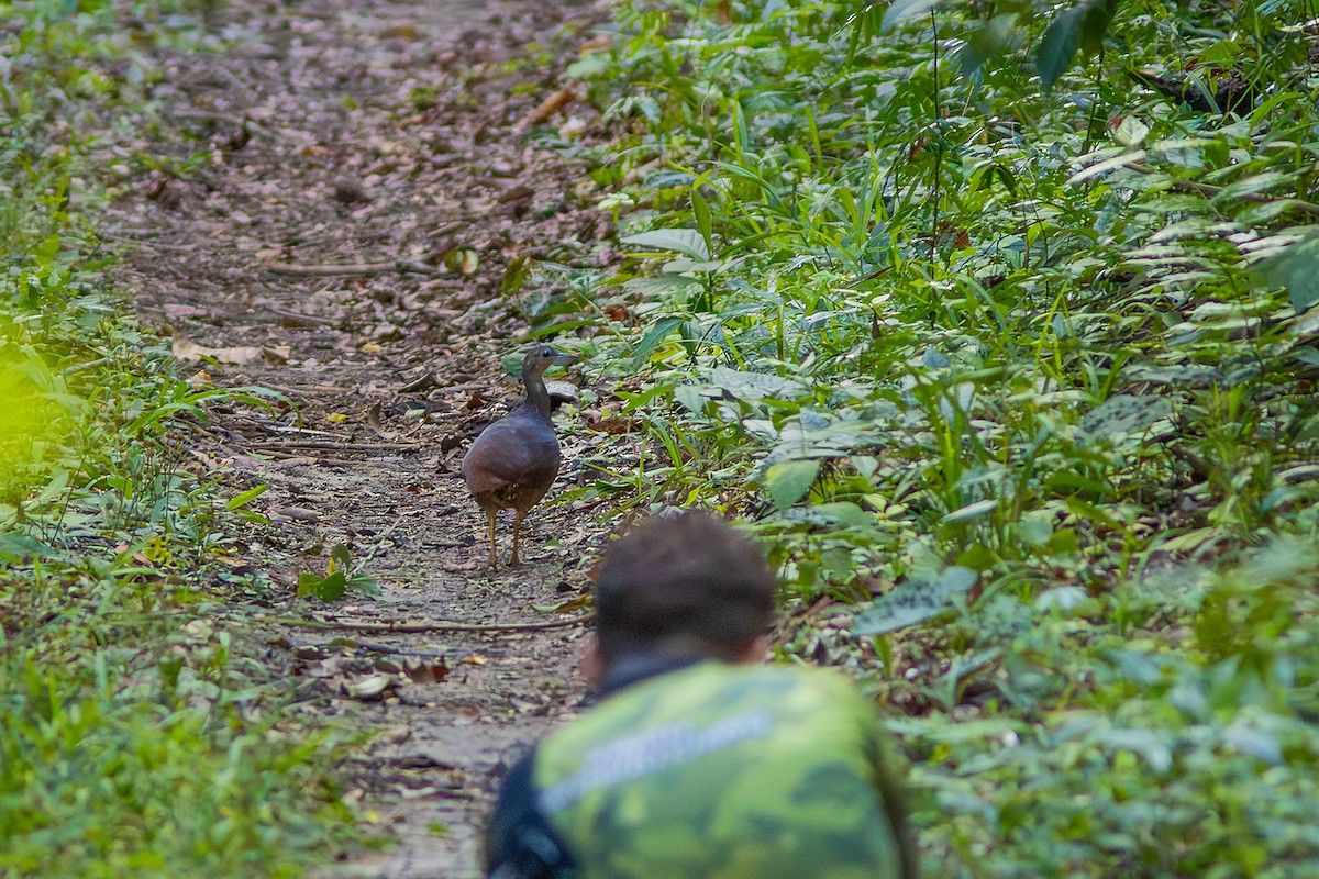 Yellow-legged Tinamou - ML633318772