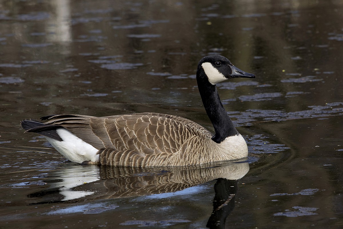 Kanadagans - ML633318828