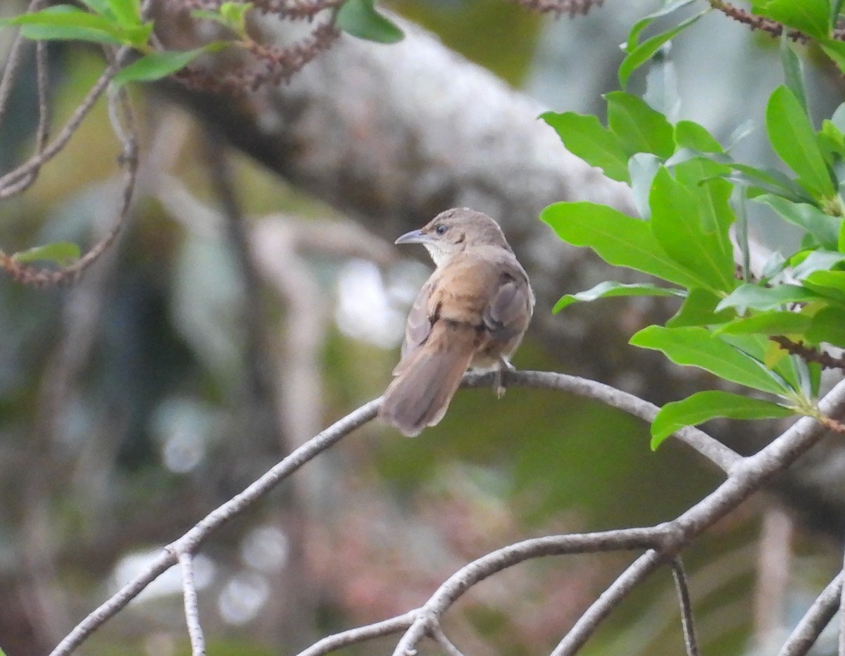 Plain Thornbird - ML633318836