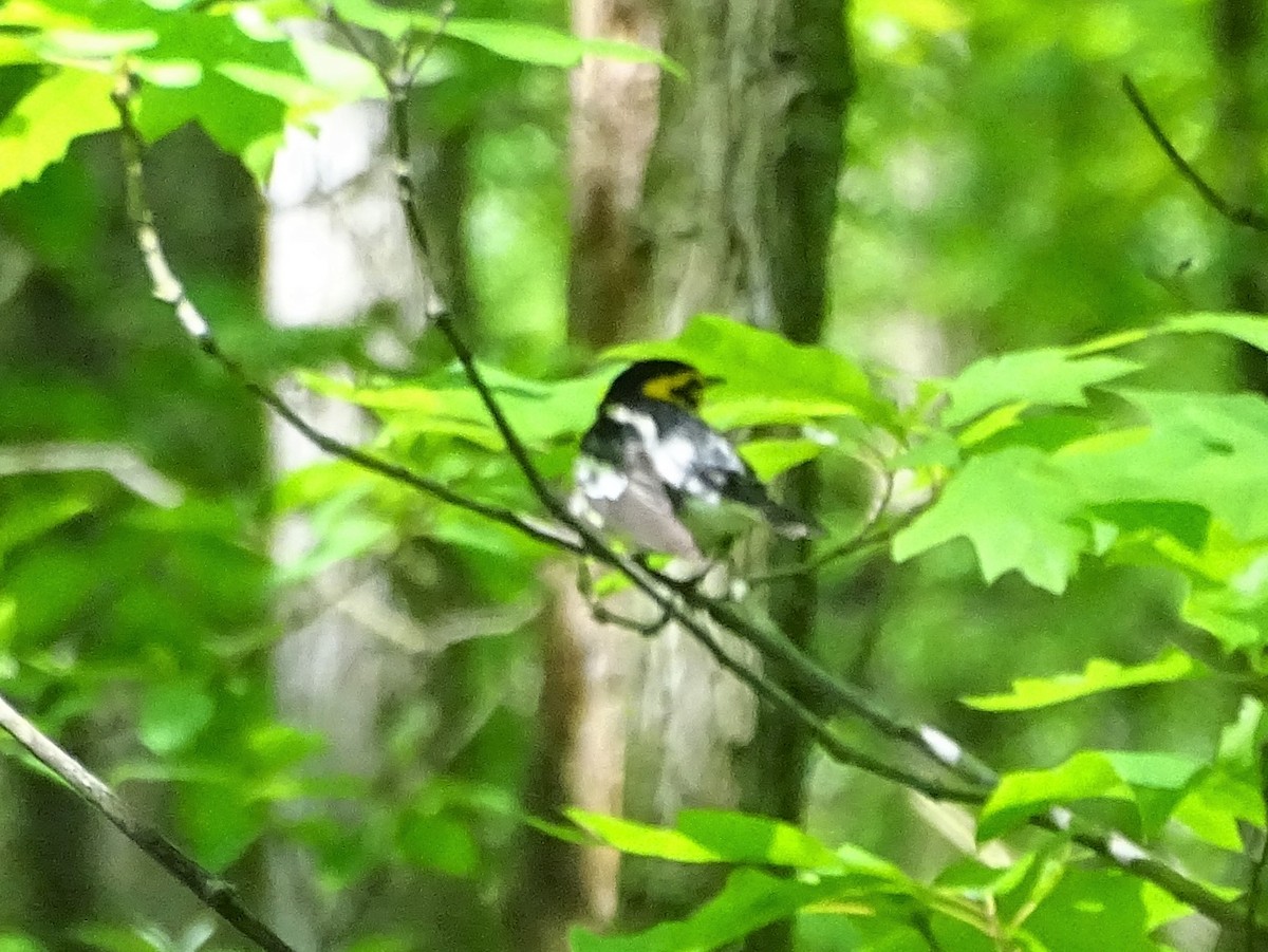 Blackburnian Warbler - ML633318985