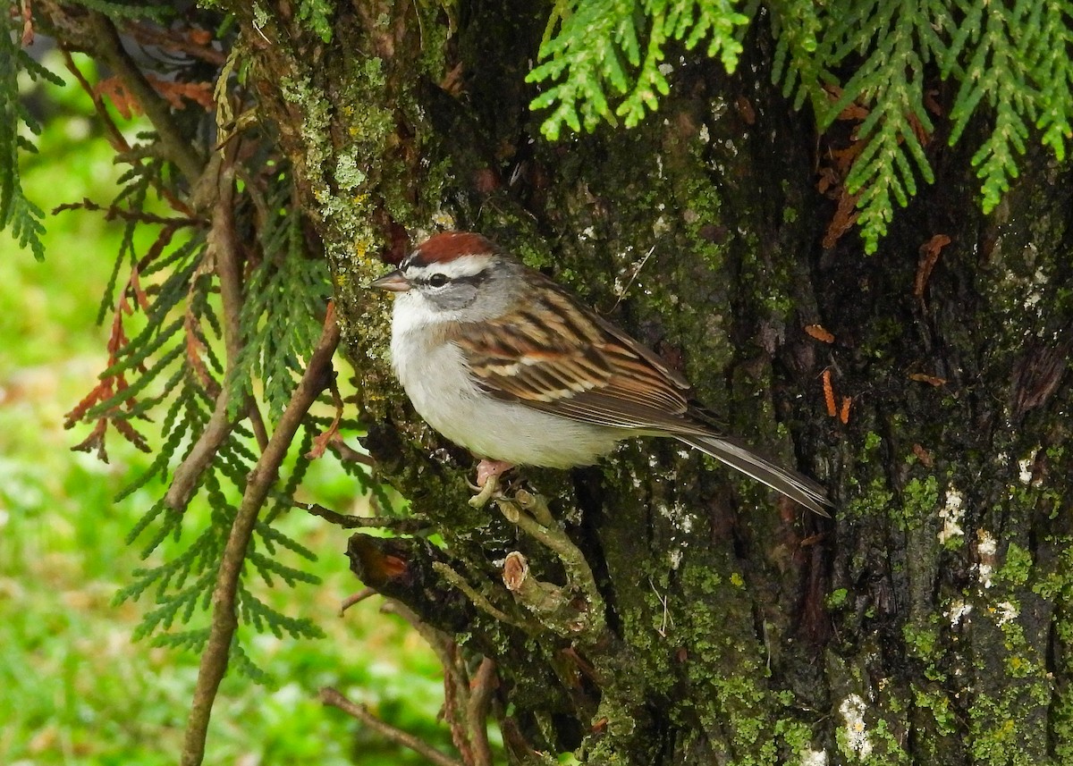 Chipping Sparrow - ML633319048