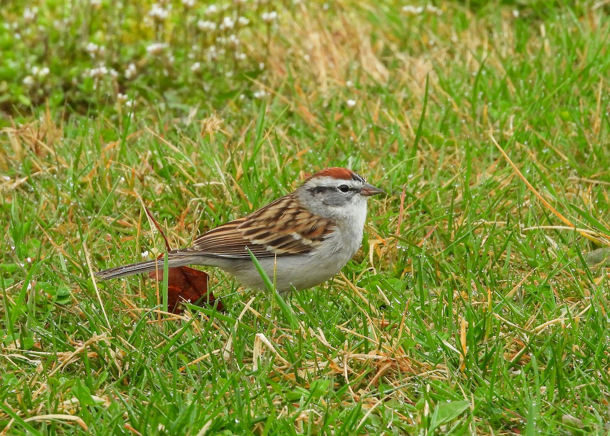 Chipping Sparrow - ML633319049