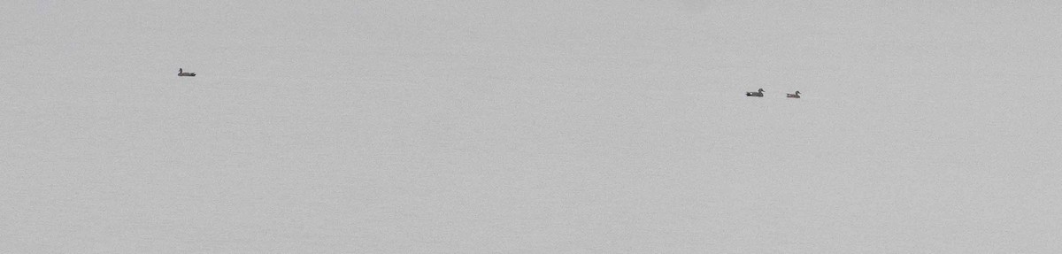 Gadwall - ML633319239