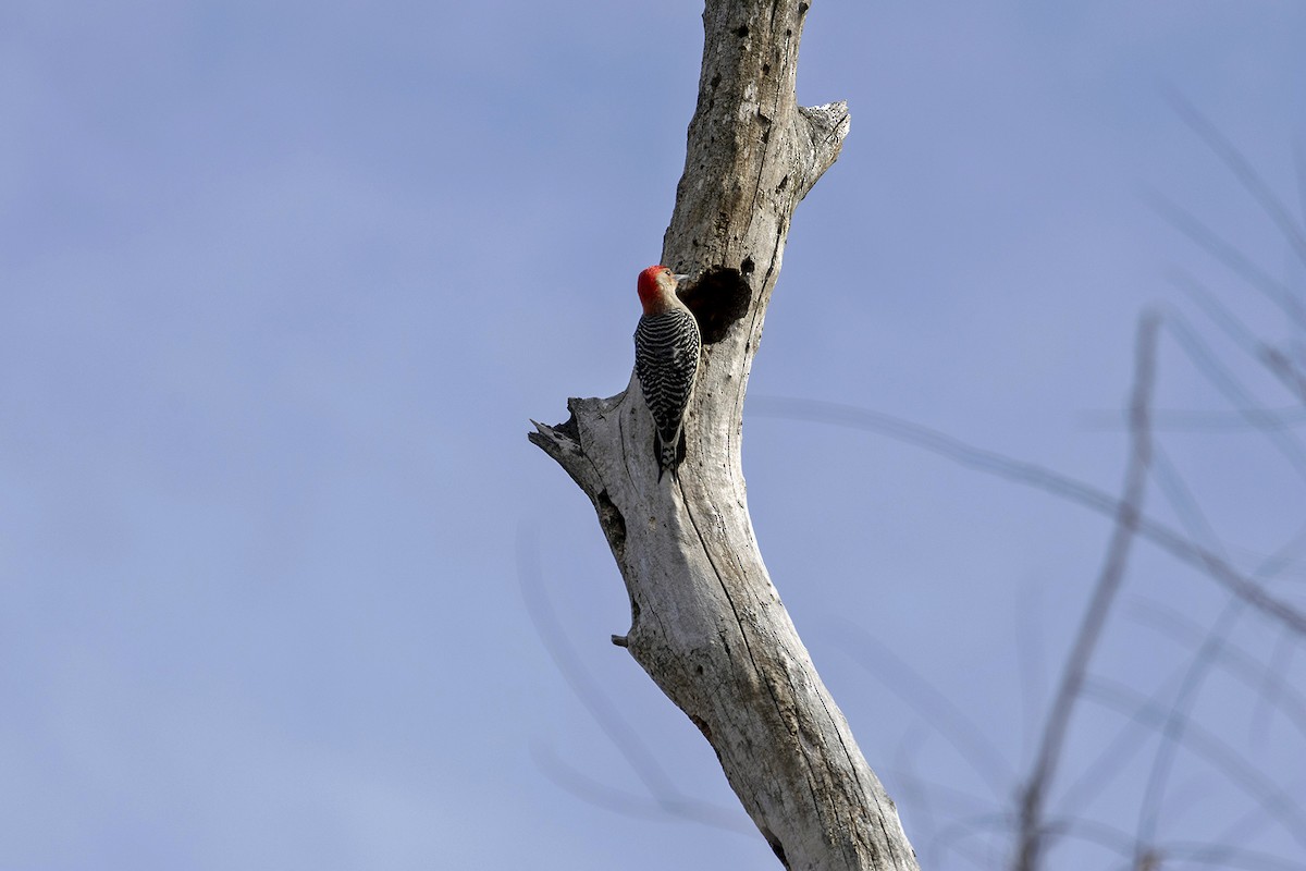 Carolinaspecht - ML633319284