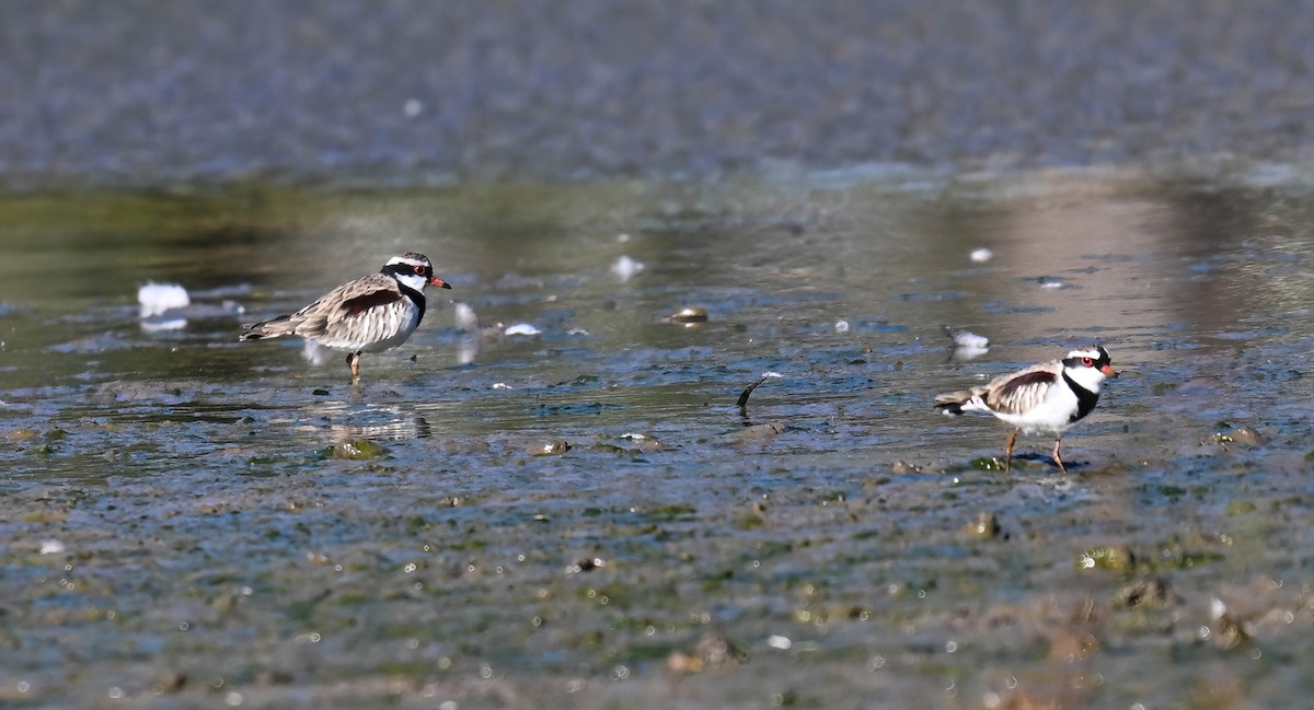 Black-fronted Dotterel - ML633319328