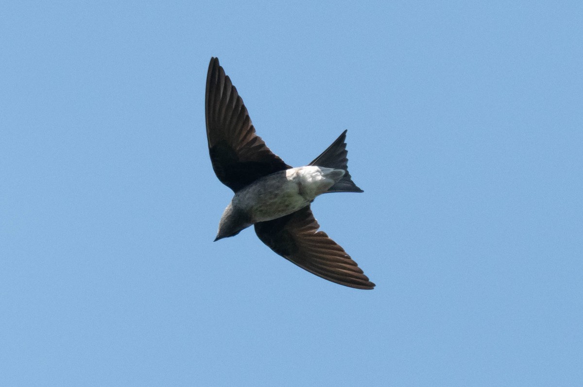 jiřička modrolesklá - ML633319691