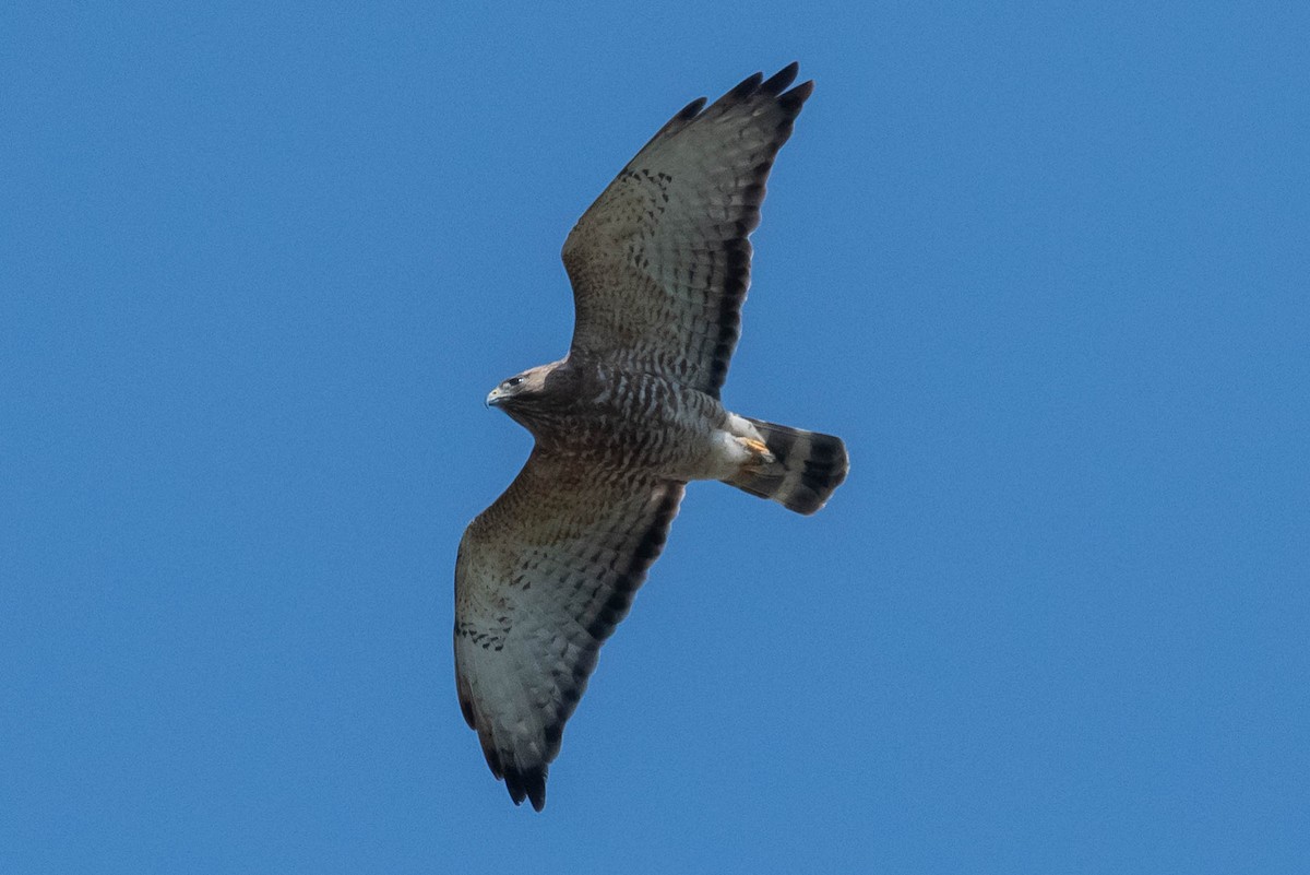 káně širokokřídlá - ML633319722