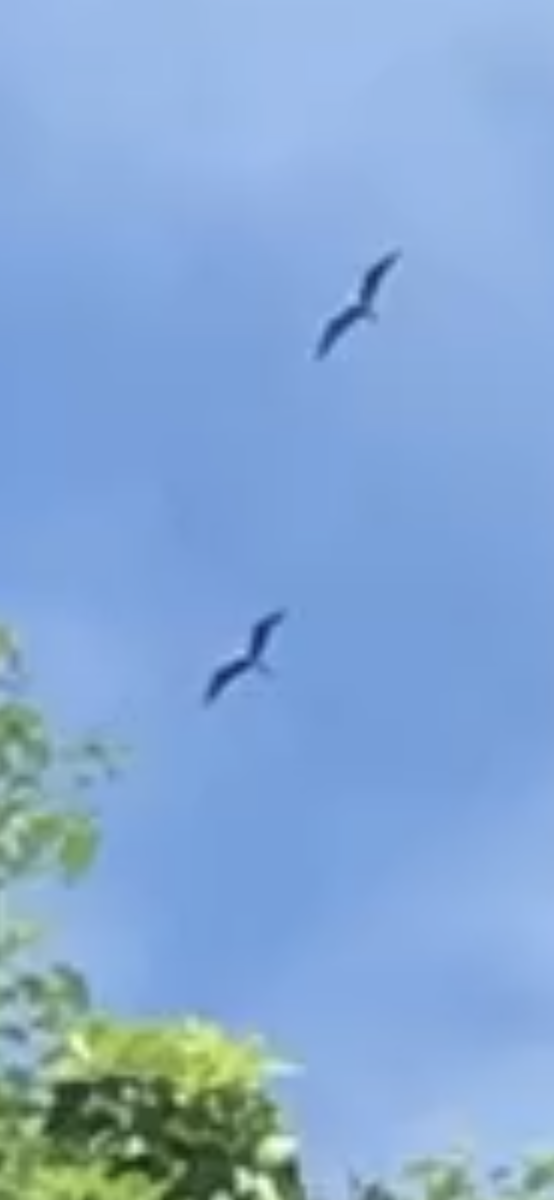 Magnificent Frigatebird - ML633319950