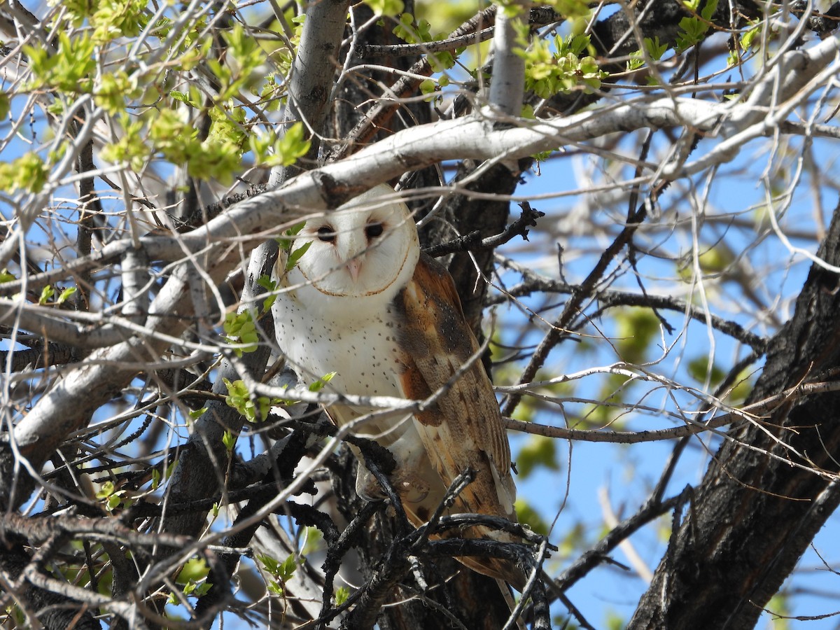 American Barn Owl - ML633320028