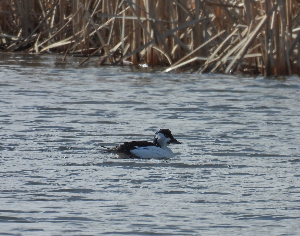 Bufflehead x Common Goldeneye (hybrid) - ML633320270