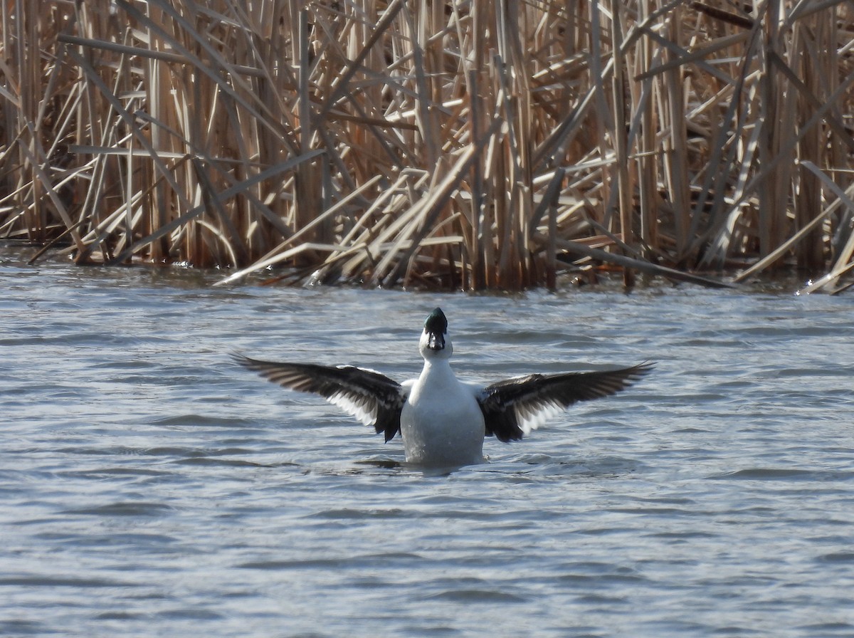 Bufflehead x Common Goldeneye (hybrid) - ML633320271
