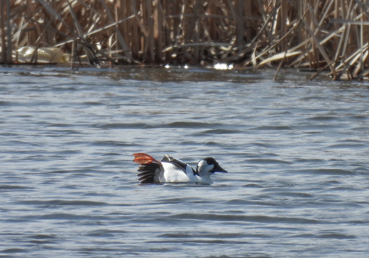 Bufflehead x Common Goldeneye (hybrid) - ML633320411