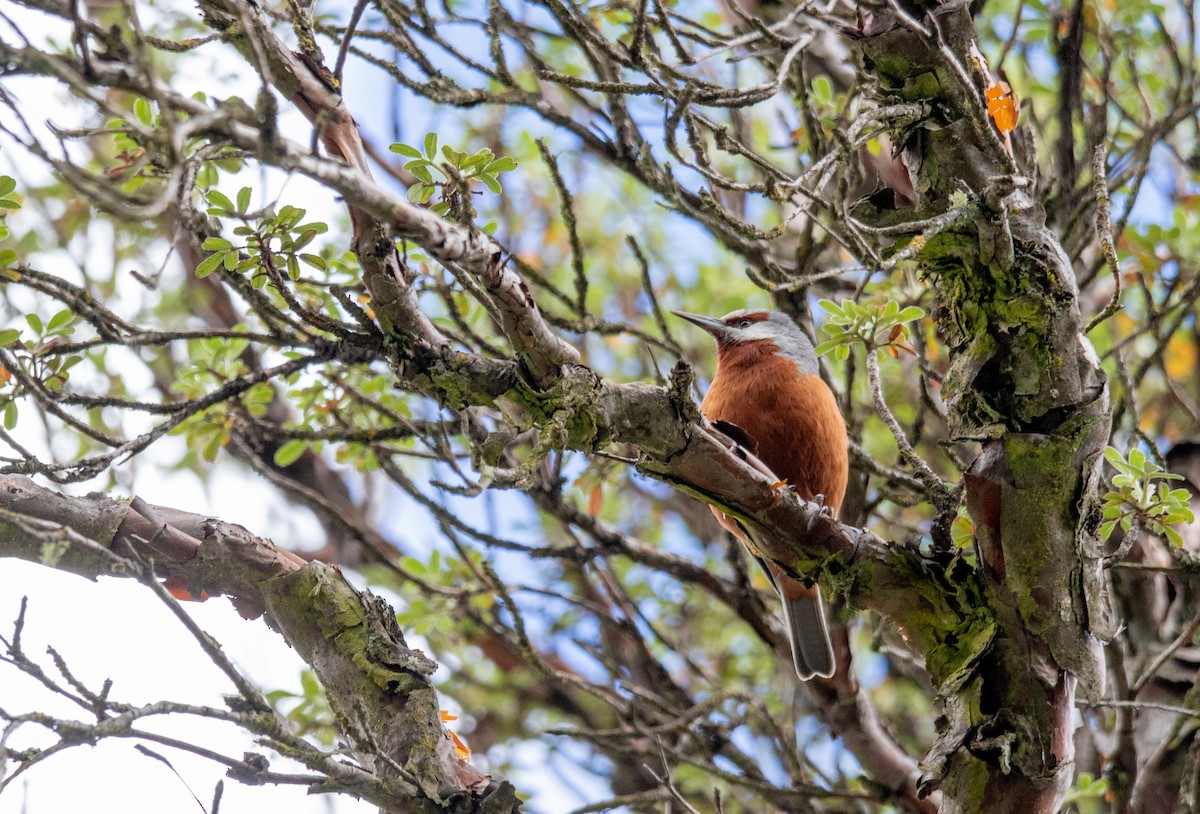 Giant Conebill - ML633320489