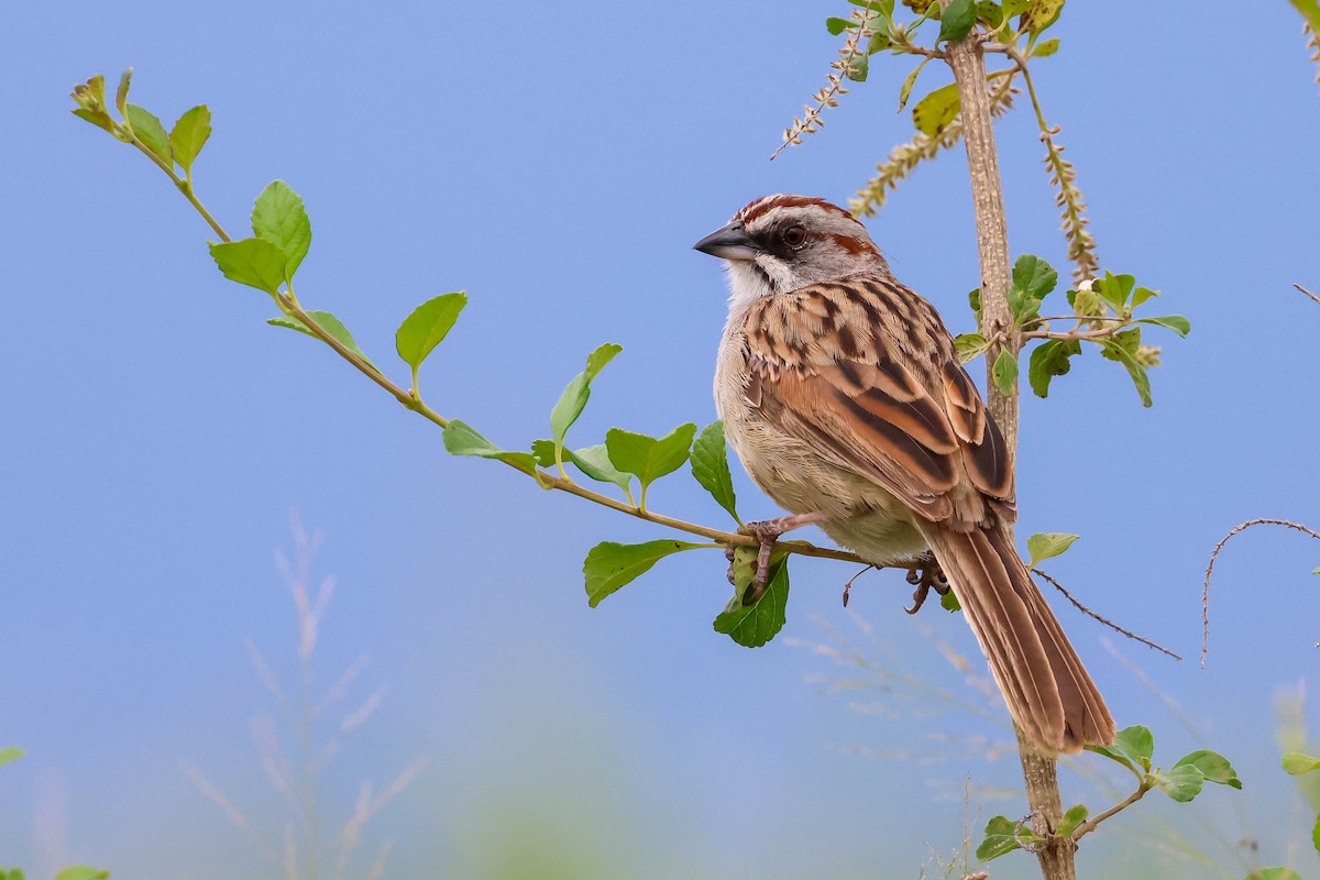 Yungas Sparrow - ML633320528