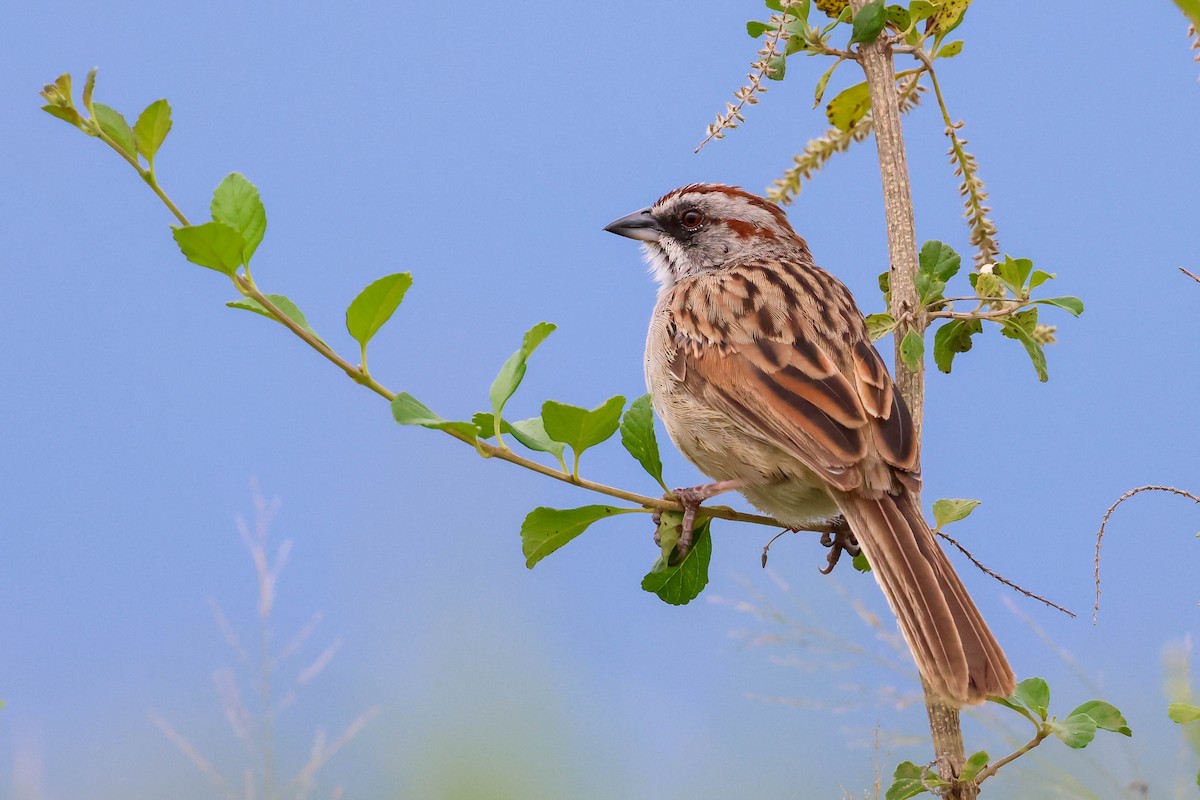Yungas Sparrow - ML633320529