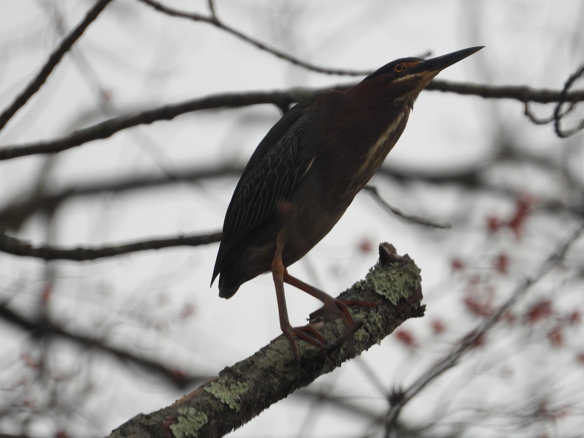 Green Heron - ML633320530