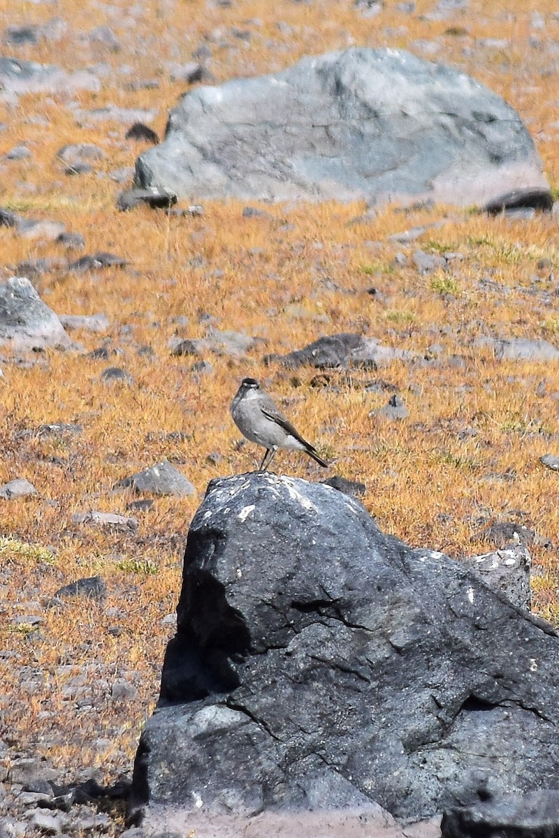 Black-fronted Ground-Tyrant - ML633320587