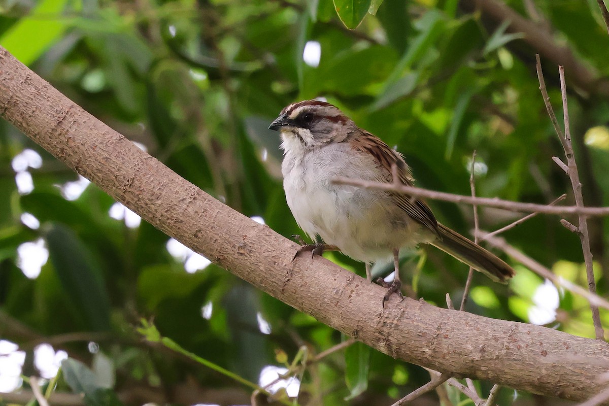 Yungas Sparrow - ML633320600