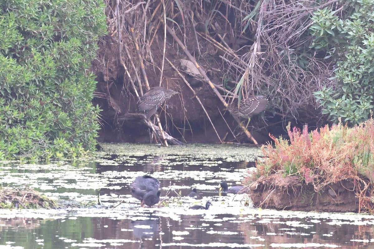 Black-crowned Night Heron - ML633320873