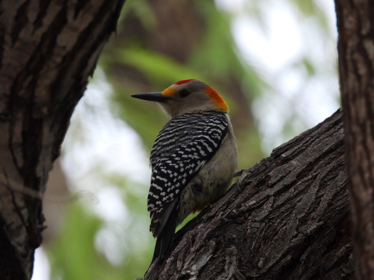Golden-fronted Woodpecker - ML633321031