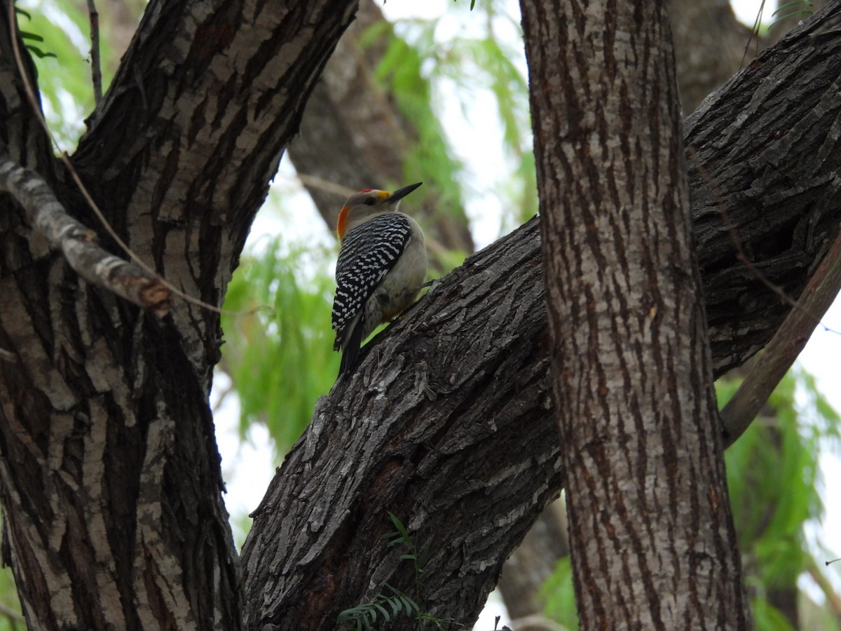 Golden-fronted Woodpecker - ML633321032