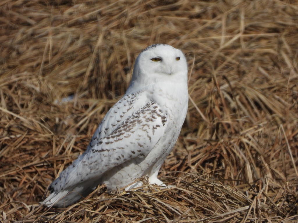 Snowy Owl - Bob Bidney