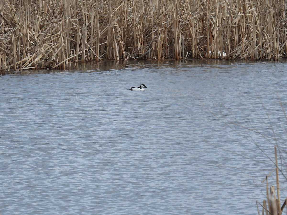 Bufflehead x Common Goldeneye (hybrid) - ML633321345