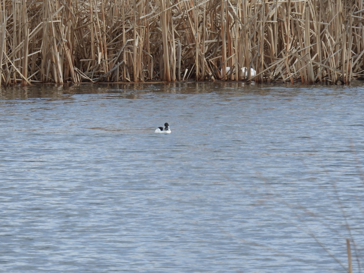 Bufflehead x Common Goldeneye (hybrid) - ML633321379