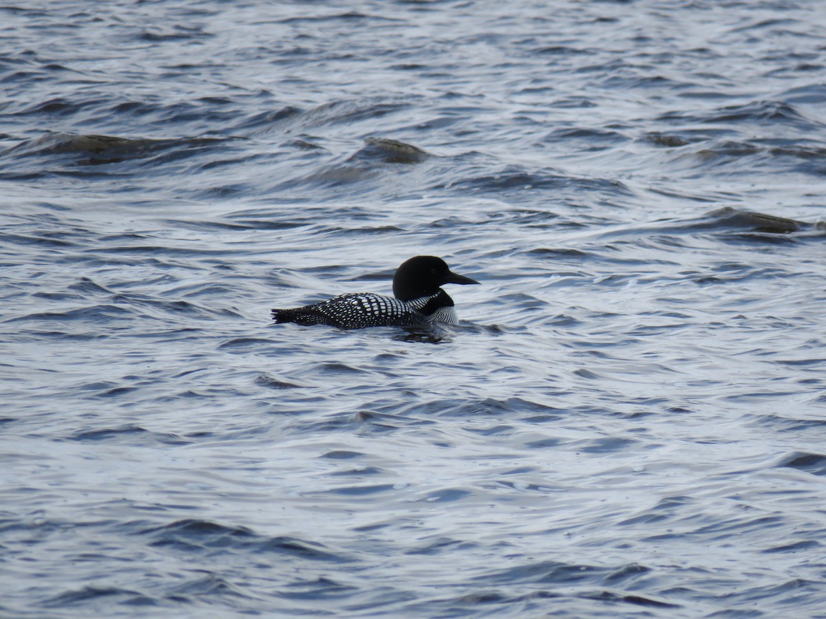 Common Loon - ML633321426