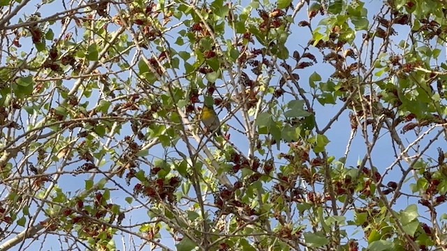 Yellow-throated Vireo - ML633321568