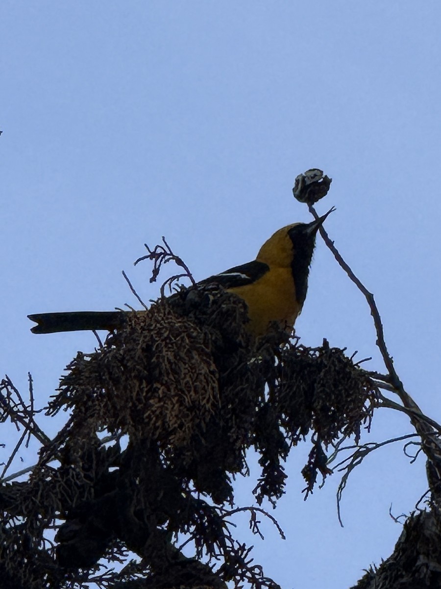 Hooded Oriole - ML633321574
