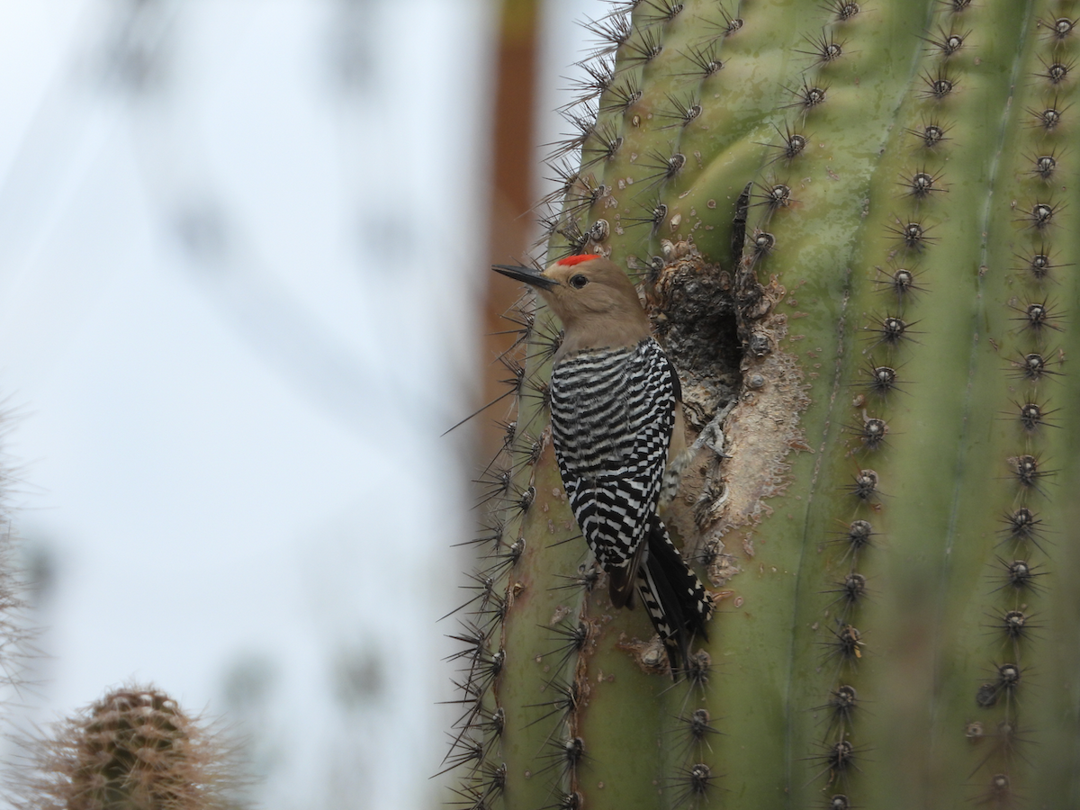 Gila Woodpecker - ML633322239