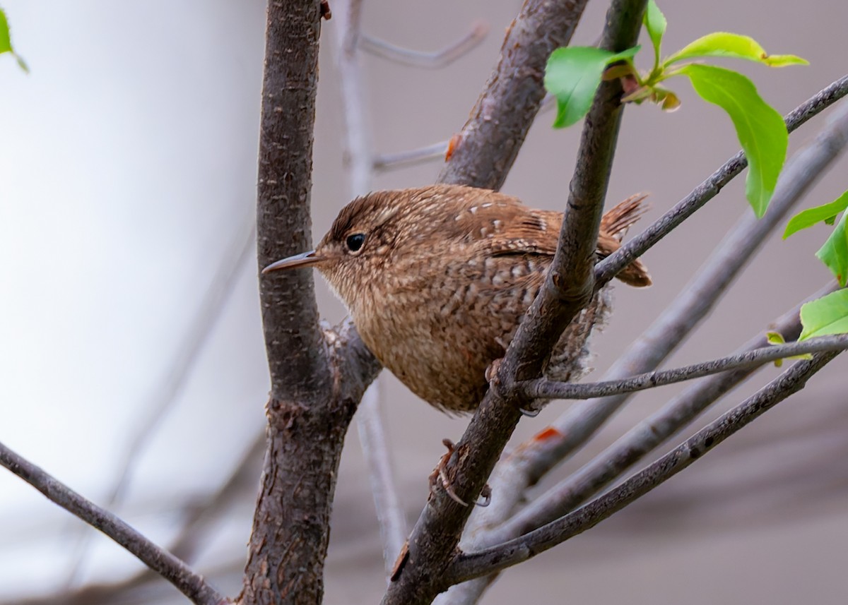 Winter Wren - ML633322385