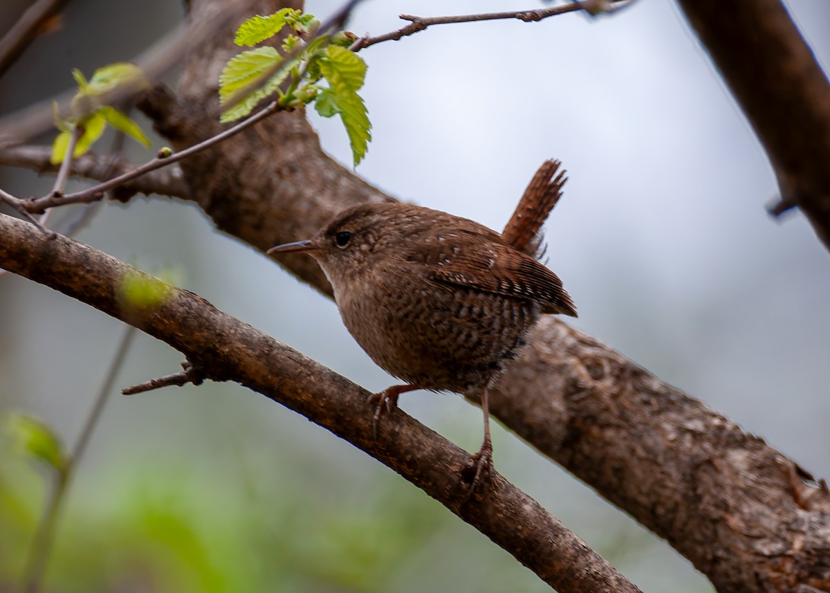 Winter Wren - ML633322386