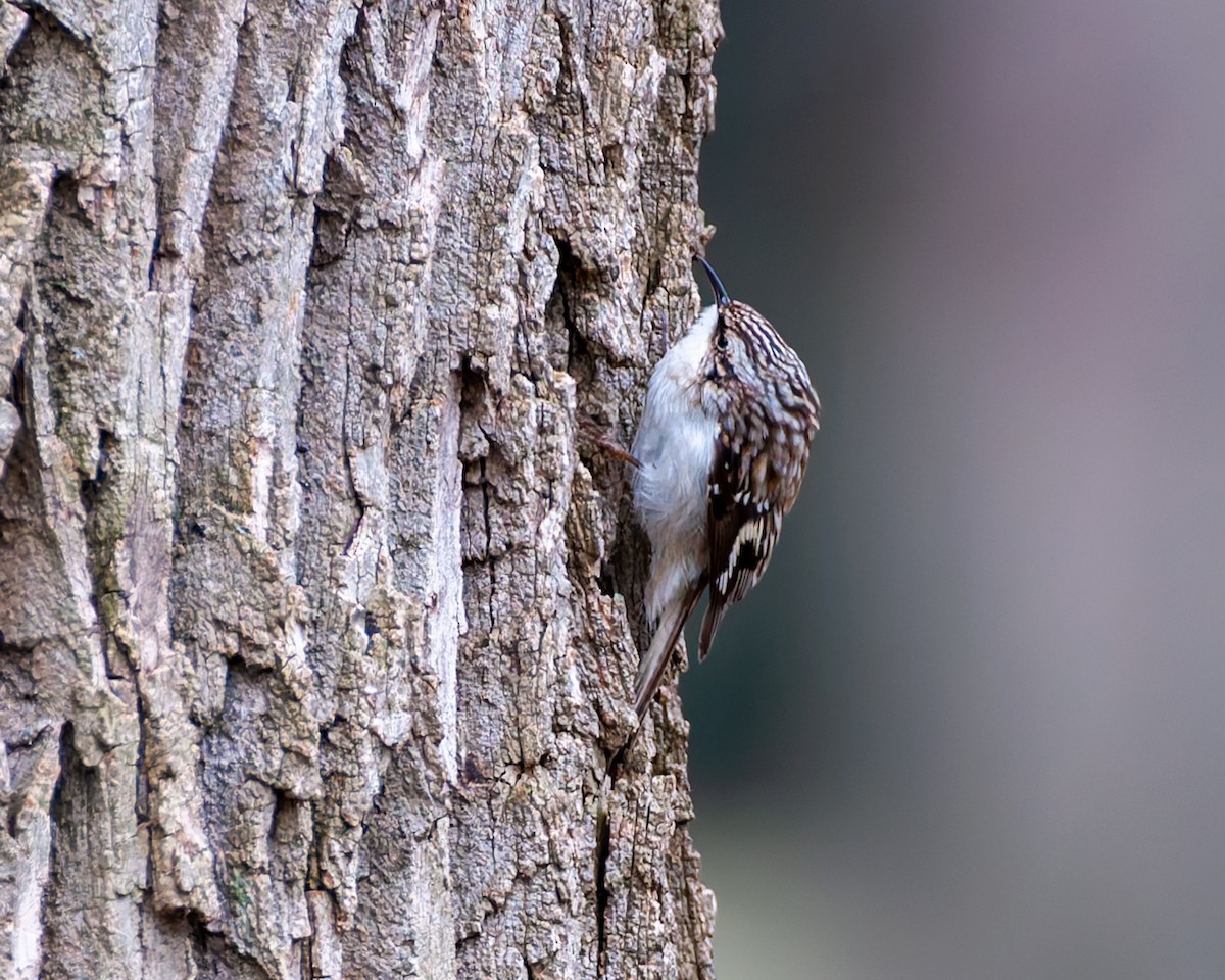 Brown Creeper - ML633322395