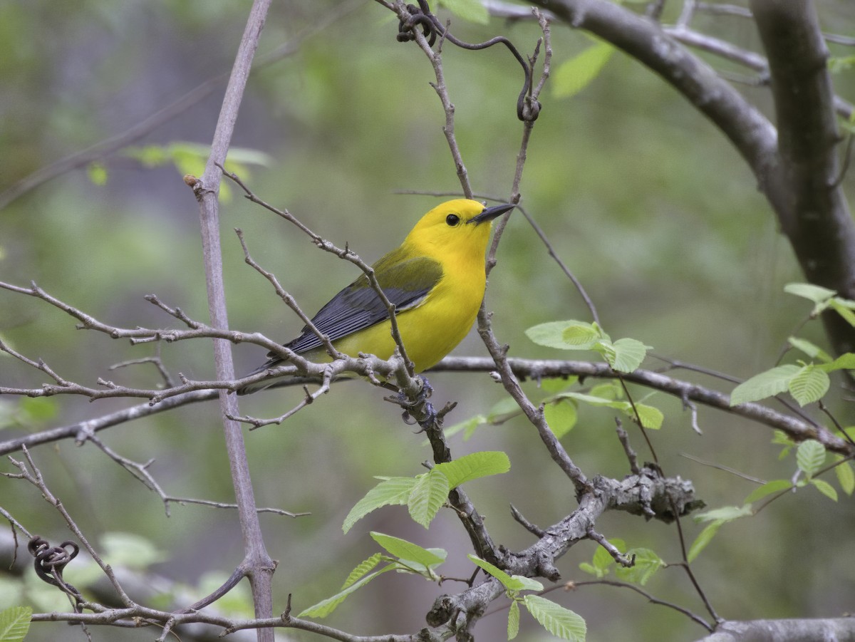 Prothonotary Warbler - ML633322411