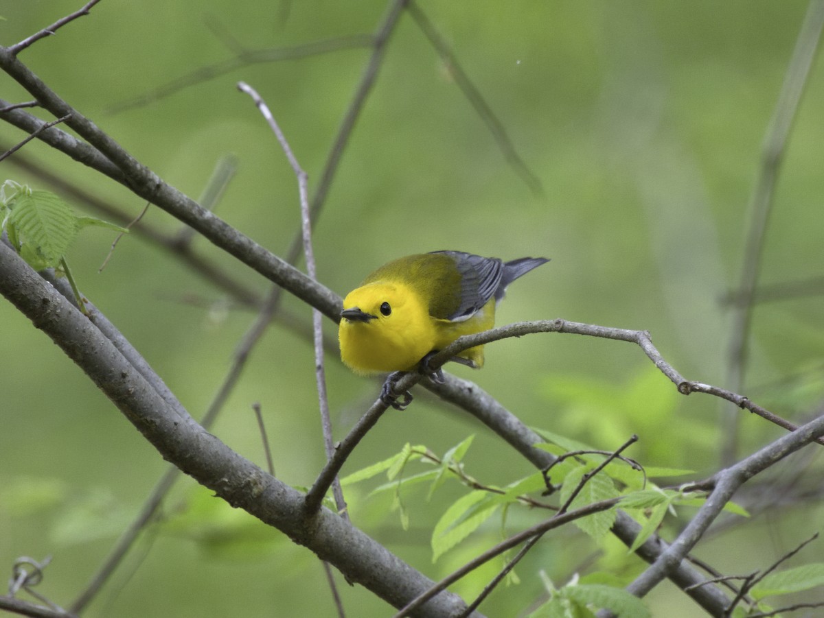 Prothonotary Warbler - ML633322440