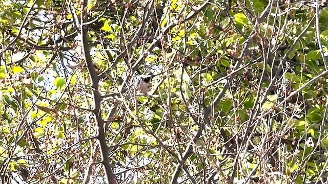 Black-throated Gray Warbler - ML633322453