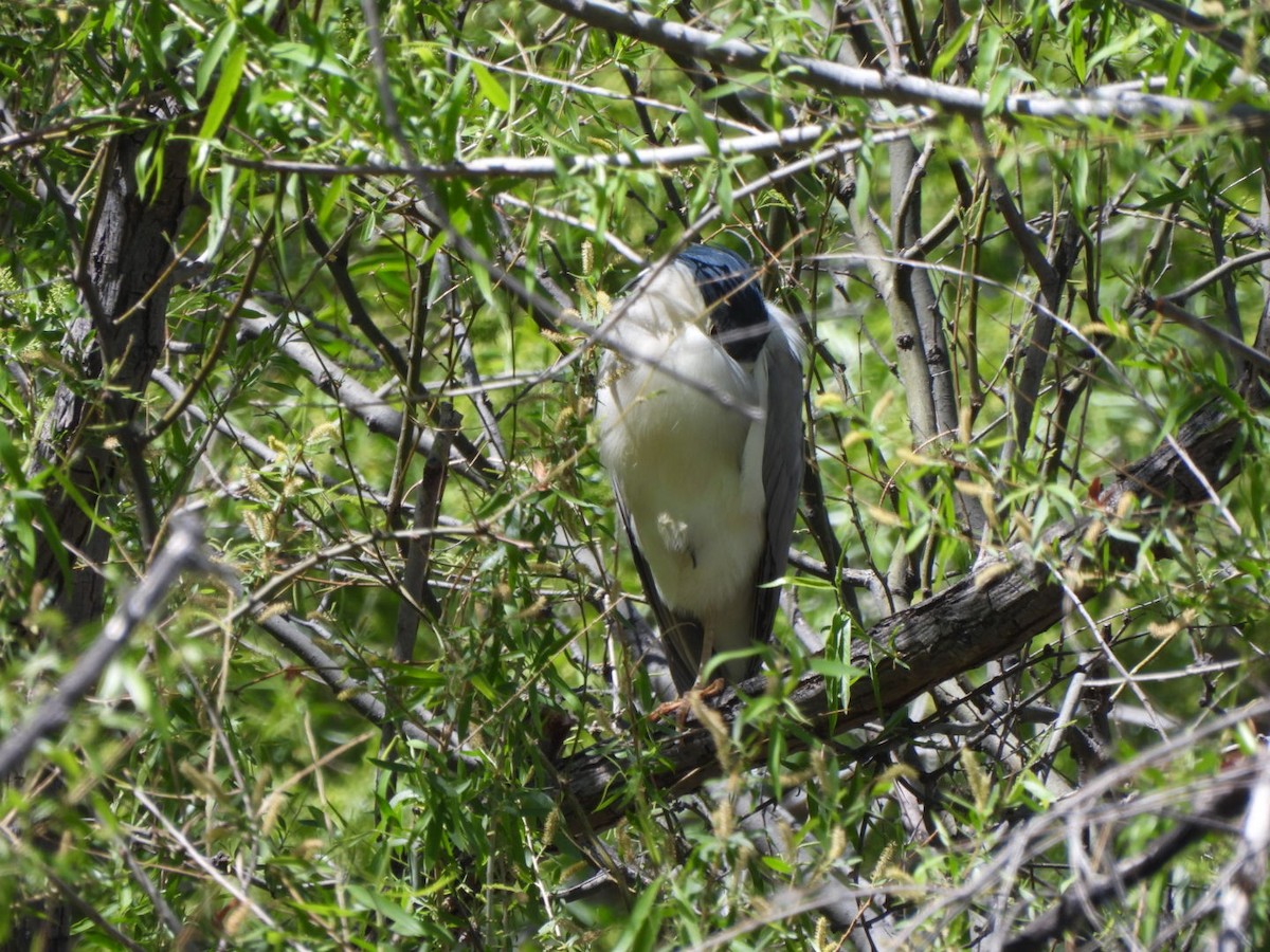 Black-crowned Night Heron - ML633322722